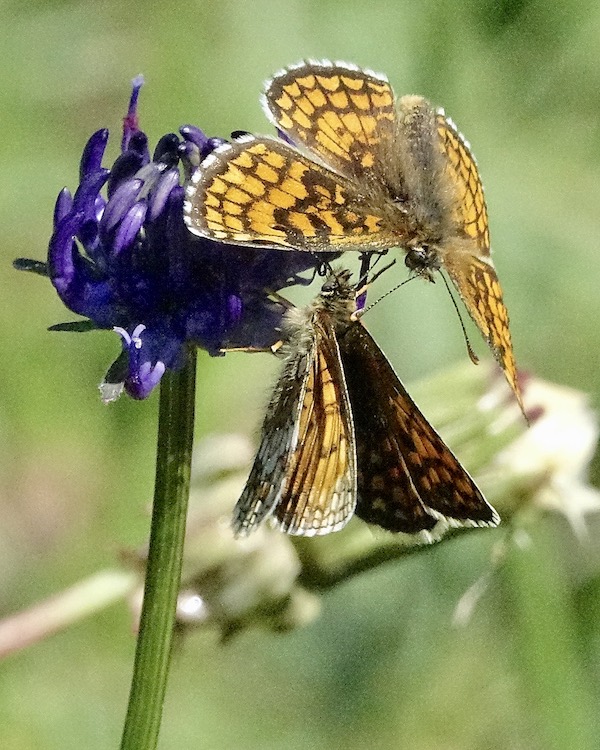 heath fritillary